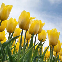Light Yellow Tulip Flower seeds for Planting - Compact Growth, Heirloom & GMO Free Seeds for Home Garden