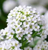 Lobularia Flower seeds for Planting Low Maintenance Heirloom & GMO Free Seeds for Home Garden 
 
 Sale