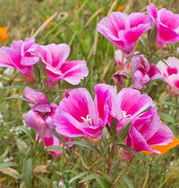 Pink White Clarkia Flower seeds for Planting - Shade Tolerant, Heirloom & GMO Free Seeds for Home Garden