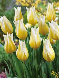 Yellow White Tulip Flower seeds for Planting - Shade Tolerant, Heirloom & GMO Free Seeds for Home Garden
 
 Sale seeds for home garden