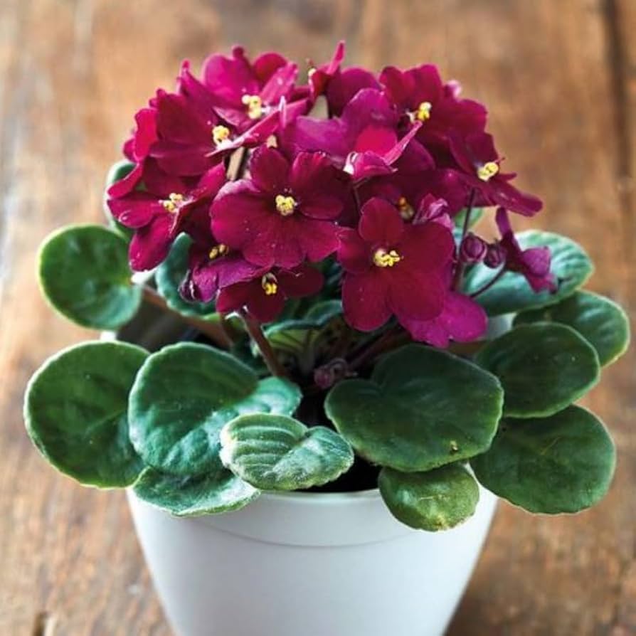 African Violet Red Flower Seeds for Unique Ground Cover | Exotic Blooms