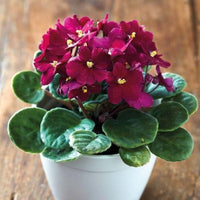 African Violet Red Flower Seeds for Unique Ground Cover | Exotic Blooms