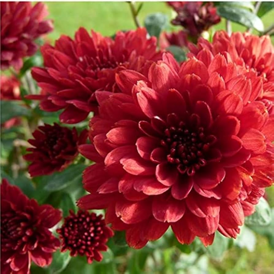 Deep Red Chrysanthemum Flower seeds for Planting - Compact Growth, Heirloom & GMO Free Seeds for Home Garden