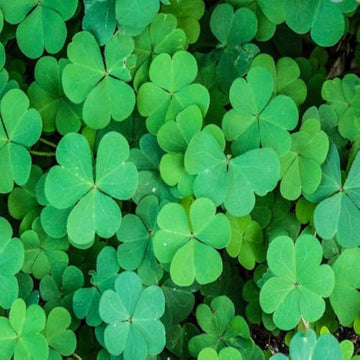 Mini Four Leaf Clover Flower seeds for Planting - Garden Favorite, Heirloom & GMO Free Seeds for Home Garden