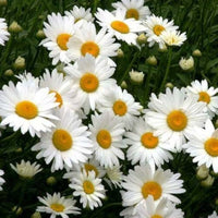 Mix Color Daisy Hardy Plants Chrysanthemum Flower Seeds