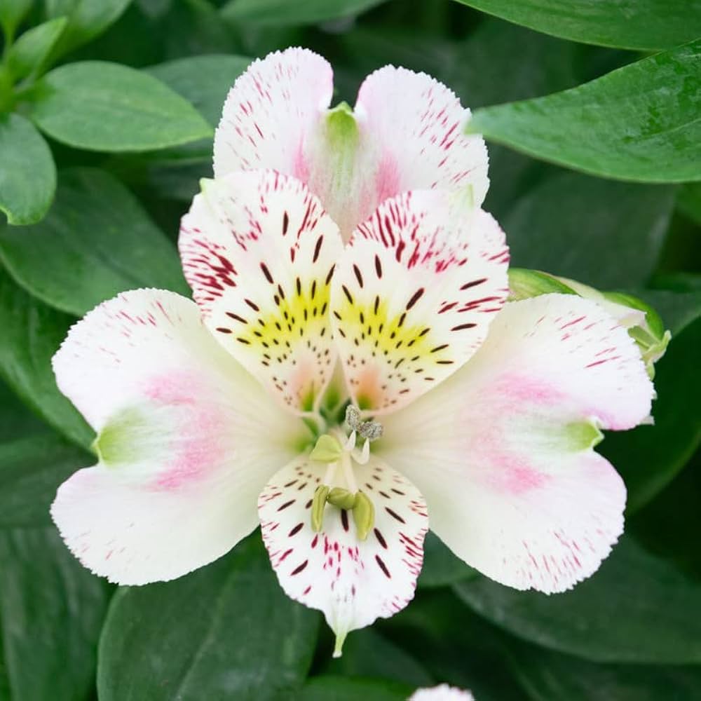 Alstroemeria Flower seeds for Planting Compact Growth Heirloom & GMO Free Seeds for Home Garden 
 
 Sale