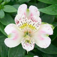 Alstroemeria Flower seeds for Planting Compact Growth Heirloom & GMO Free Seeds for Home Garden 
 
 Sale