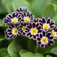 Black Yellow Primula Malacoides Seeds for Planting Shade Tolerant Heirloom & GMO Free Seeds for Home Garden
 
 Sale