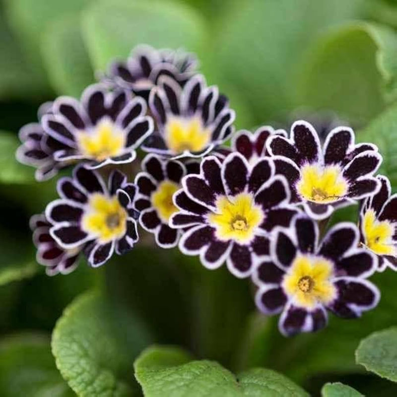 Black Yellow Primula Malacoides Seeds for Planting Shade Tolerant Heirloom & GMO Free Seeds for Home Garden
 
 Sale