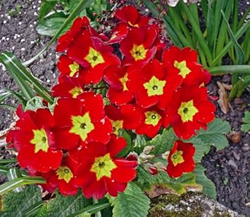 Primula Malacoides Red Flower seeds for Planting - Compact Growth, Heirloom & GMO Free Seeds for Home Garden
 
 Sale for planting in home garden.