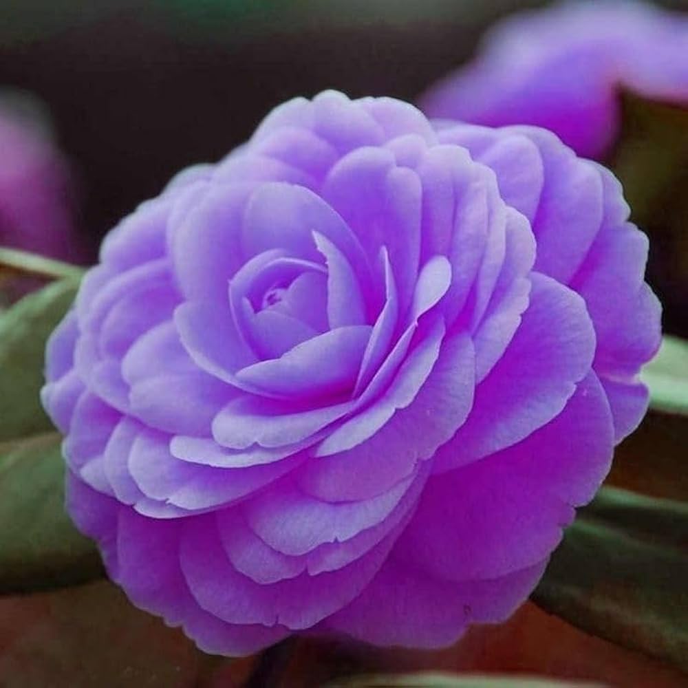 Purple Camellia Flower seeds for Planting - Colorful Display, Heirloom & GMO Free Seeds for Home Garden