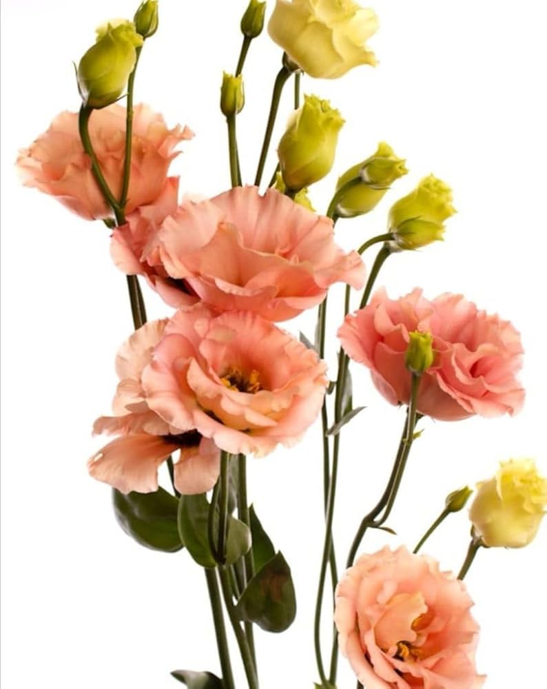 Orange Eustoma Lisianthus Flower Seeds for Planting, Heirloom Non-GMO Organic Garden Seeds