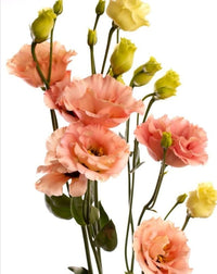 Orange Eustoma Lisianthus Flower Seeds for Planting, Heirloom Non-GMO Organic Garden Seeds