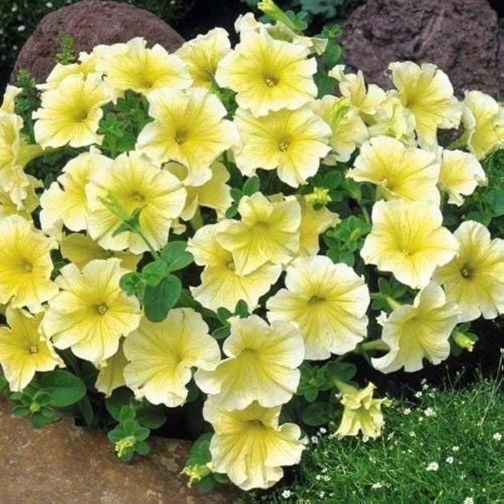 Yellow & White Heirloom Petunia Flower seeds for Planting - Bright Blooms, Heirloom & GMO Free Seeds for Home Garden