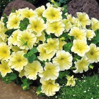 Yellow & White Heirloom Petunia Flower seeds for Planting - Bright Blooms, Heirloom & GMO Free Seeds for Home Garden