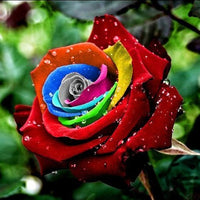 Brown Rainbow Potted Rose Flower Seeds for Planting Pollinator Friendly Heirloom & GMO Free Seeds for Home Garden
 
 Sale