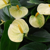 Light Yellow Anthurium Flower seeds for Planting Wildflower Mix Heirloom & GMO Free Seeds for Home Garden