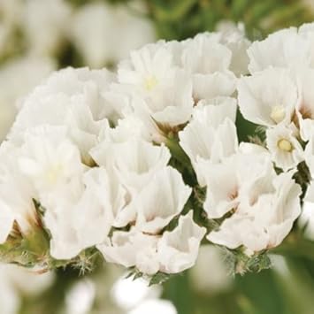 White Statice Flower seeds for Planting - Garden Favorite, Heirloom & GMO Free Seeds for Home Garden
 
 Sale for planting in home garden