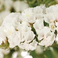 White Statice Flower seeds for Planting - Garden Favorite, Heirloom & GMO Free Seeds for Home Garden
 
 Sale for planting in home garden