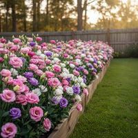 Eustoma Mix Flower Planting Seeds - Vibrant Blooms for Your Garden