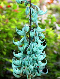 Light Green Strongylodon Flower Seeds for Planting Bright Blooms Heirloom & GMO Free Seeds for Home Garden
 
 Sale