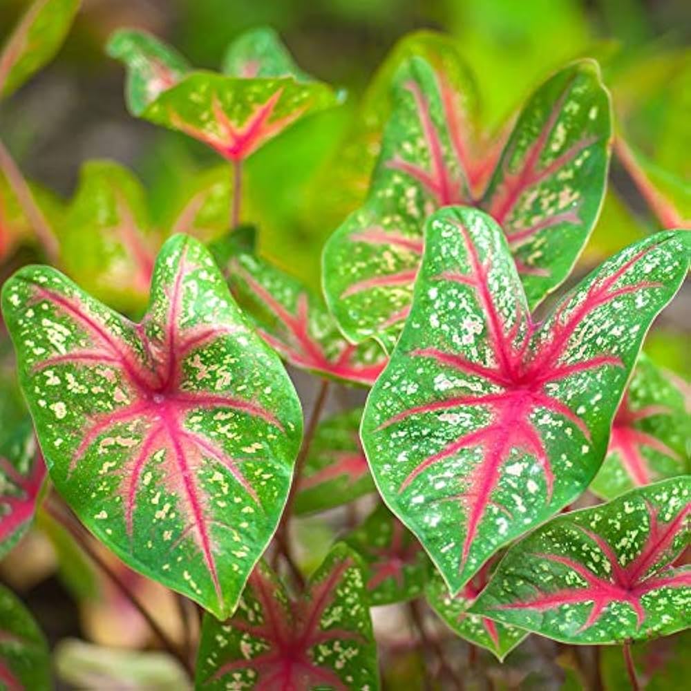 Teal Mix Caladium Flower seeds for Planting - Bright Blooms, Heirloom & GMO Free Seeds for Home Garden