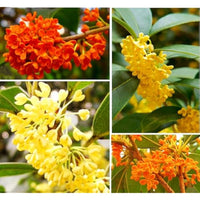 Osmanthus Flower seeds for Planting Cottage Garden Essential Heirloom & GMO Free Seeds for Home Garden 
 
 Sale