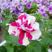 Tritunia Rose Star Seeds for Stunning Rose-Colored Petunias