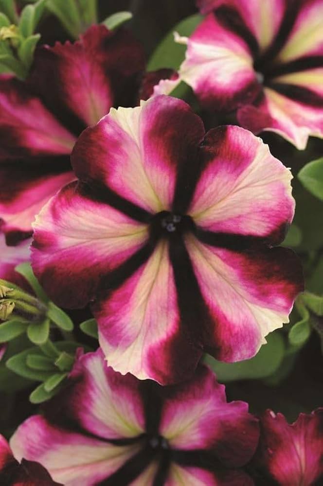 Supercascade Pink Petunia Seeds for Vibrant, Cascading Blooms
