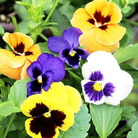 Pansy Flower Flower seeds for Planting - Wildflower Mix, Heirloom & GMO Free Seeds for Home Garden