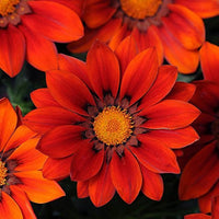 Talent Reds Gazania Gazania rigens Seeds for Planting home garden flower bed