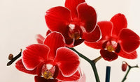 Deep Red Phalaenopsis Orchid Flower Seeds for Planting Premium Quality Heirloom & GMO Free Seeds for Home Garden
 
 Sale