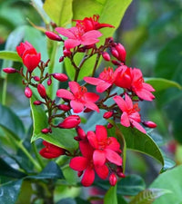 Jatropha Flower seeds for Planting - Colorful Display, Heirloom & GMO Free Seeds for Home Garden