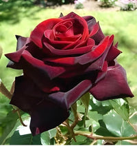 Deep Red Rose Flower seeds for Planting - Garden Favorite, Heirloom & GMO Free Seeds for Home Garden