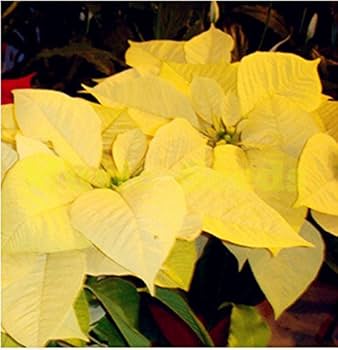 Light Yellow Poinsettia Flower seeds for Planting - Pollinator Friendly, Heirloom & GMO Free Seeds for Home Garden