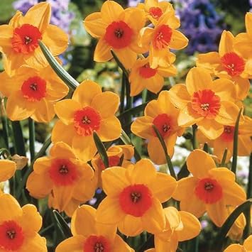 Orange Yellow Daffodil Flower seeds for Planting - Shade Tolerant, Heirloom & GMO Free Seeds for Home Garden
 
 Sale seeds for planting in home garden