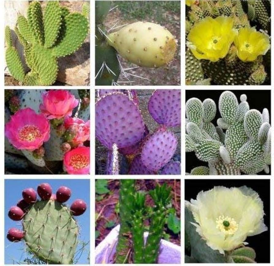 Mixed Opuntia Flower seeds for Planting - Cottage Garden Essential, Heirloom & GMO Free Seeds for Home Garden