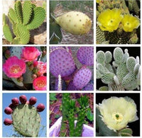 Mixed Opuntia Flower seeds for Planting - Cottage Garden Essential, Heirloom & GMO Free Seeds for Home Garden