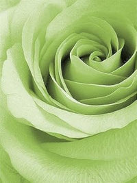 Light Green Rose Flower seeds for Planting - Fragrant Blossoms, Heirloom & GMO Free Seeds for Home Garden
 
 Sale seeds for planting in home garden
