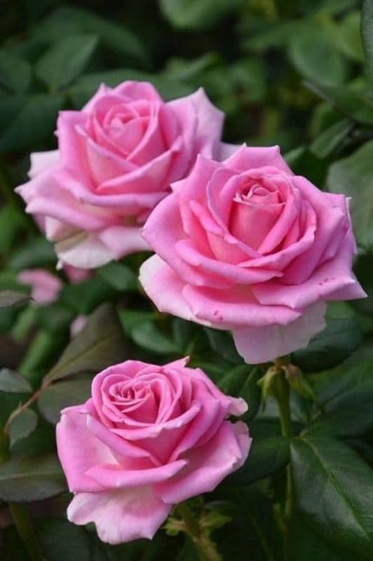 Thick Pink Rose Flower Seeds for Planting Easy to Grow Heirloom & GMO Free Seeds for Home Garden
 
 Sale