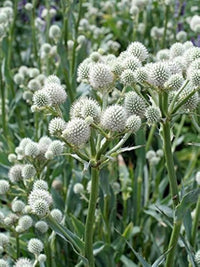 Rattlesnake Master Seeds – Eryngium Yuccifolium Drought-Tolerant Perennial