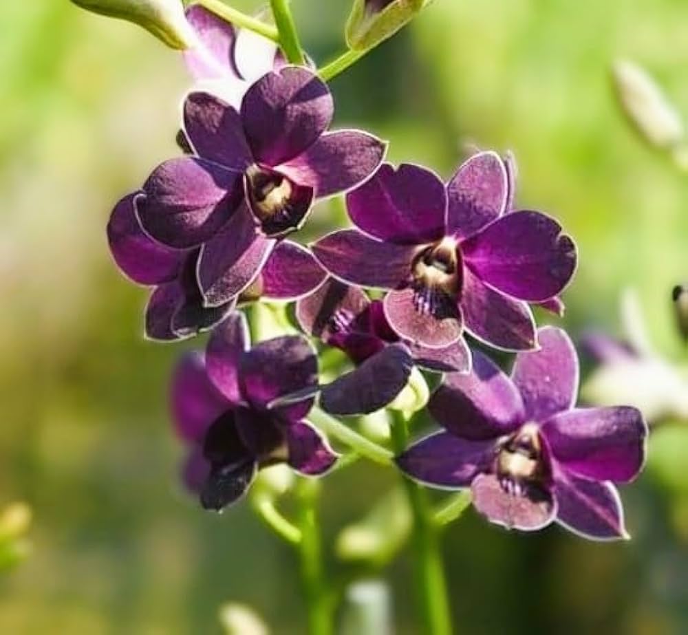 Lavender Dendrobium Flower seeds for Planting - Low Maintenance, Heirloom & GMO Free Seeds for Home Garden