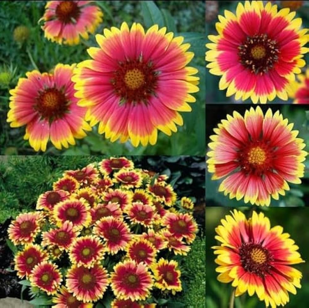 Blanket Flower Gaillardia Seeds for Easy Planting