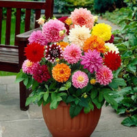 Dahlia Mignon Mix Seeds for Planting Patio Garden Flower Pots