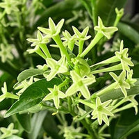 Cestrum Nocturnum Flower seeds for Planting Fragrant Blossoms Heirloom & GMO Free Seeds for Home Garden
