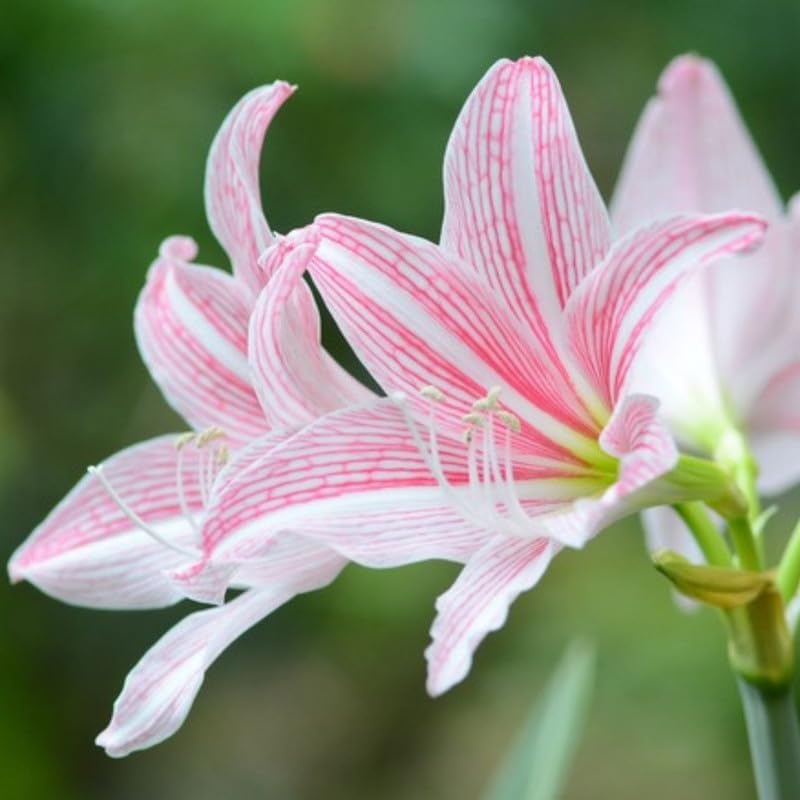 Amaryllis Barbados Flower seeds for Planting - Bright Blooms, Heirloom & GMO Free Seeds for Home Garden