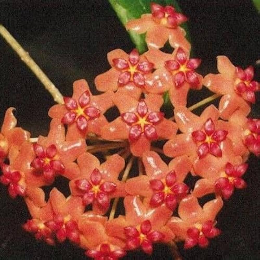 Mixed Hoya Hoya spp Flower Seeds for Planting in Indoor Garden and Hanging Basket