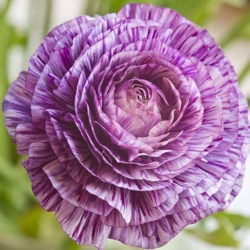 White Purple Ranunculus Flower seeds for Planting - Cut Flower Favorite, Heirloom & GMO Free Seeds for Home Garden