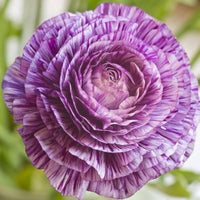 White Purple Ranunculus Flower seeds for Planting - Cut Flower Favorite, Heirloom & GMO Free Seeds for Home Garden