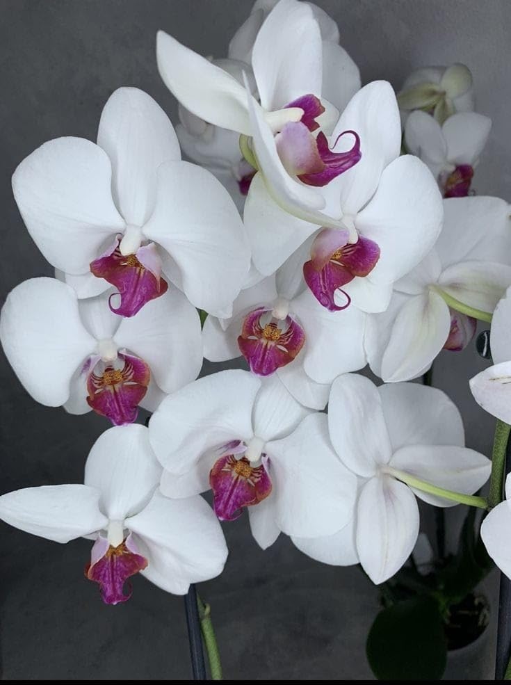 Phalaenopsis White Pink Flower seeds for Planting - Wildflower Mix, Heirloom & GMO Free Seeds for Home Garden
 
 Sale